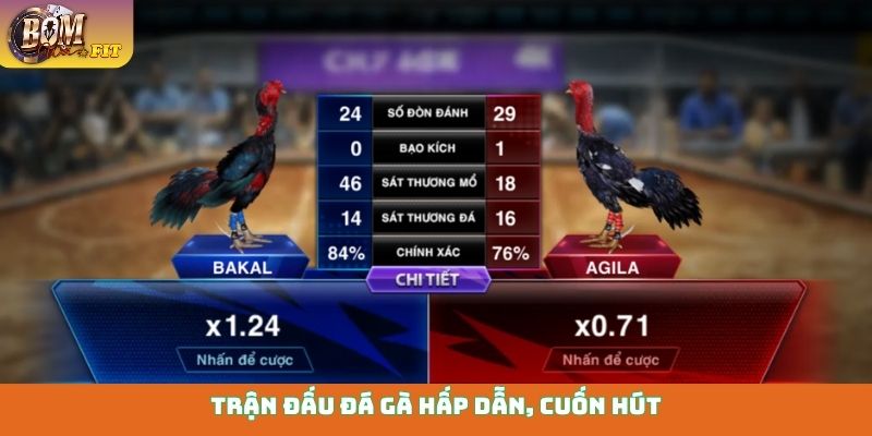 Trận đấu đá gà hấp dẫn, cuốn hút